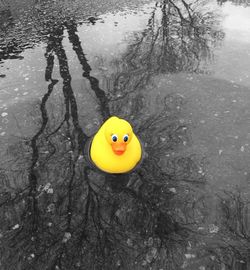 Close-up of yellow flowers