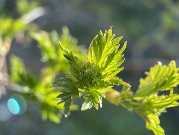 Close-up of plant