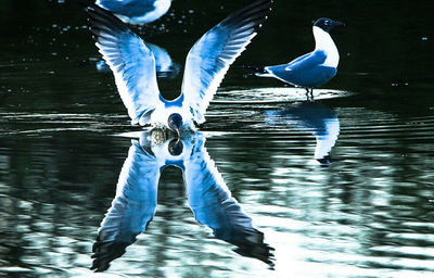 Bird in lake