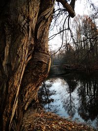 Scenic view of lake in forest