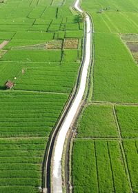 High angle view of rice field