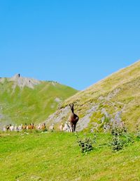 Llamas on grassy hill against clear blue sky during sunny day