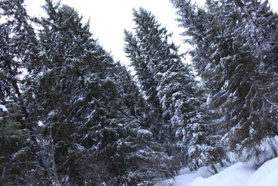 Snow covered pine trees in forest