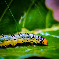 Close-up of butterfly