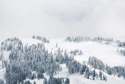 Snow covered land and trees against sky