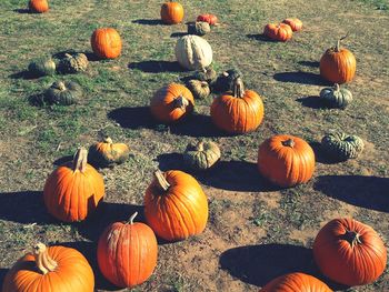 View of pumpkins on field during autumn