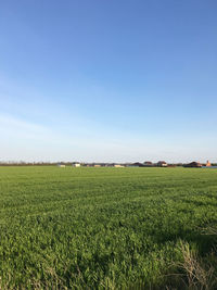 Scenic view of agricultural field against clear blue sky