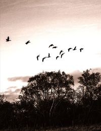 Silhouette birds flying in the sky