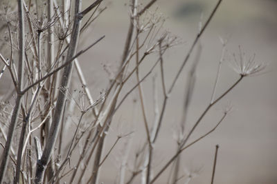 Close-up of stalks in field