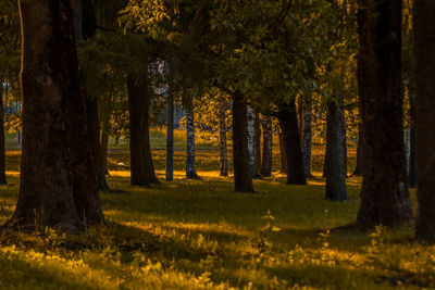 Trees in forest