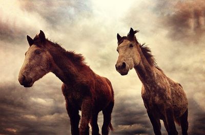 Two horses against clear sky