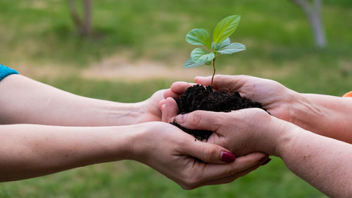 Cropped hand of woman holding plant