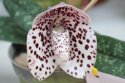 Close-up of pink leaf