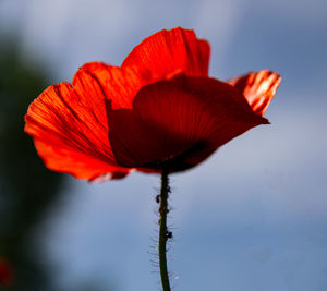 Close-up of red poppy flower