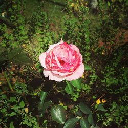 Close-up of pink rose