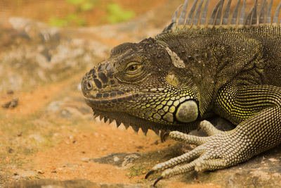 Close-up of lizard on land