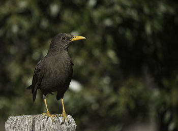 Close-up of blackbird