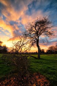 Bare trees on field against cloudy sky