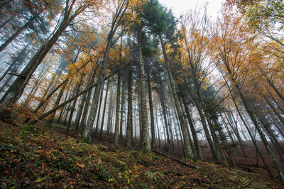 Pine trees in forest against sky