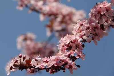 Close-up of cherry blossoms in spring