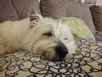 Portrait of dog relaxing on sofa at home