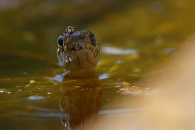 Close-up of turtle swimming in lake