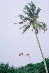 Low angle view of palm trees against clear sky