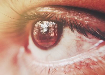 Close-up of woman eye