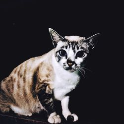 Close-up portrait of cat against black background