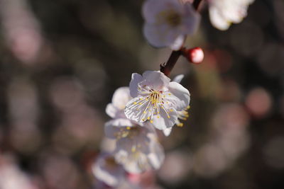 Close-up of white japanese apricot blossom