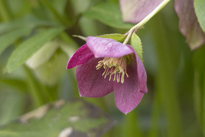 Close-up of pink flowering plant