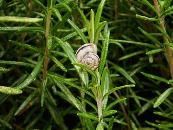 Close-up of snail on plant