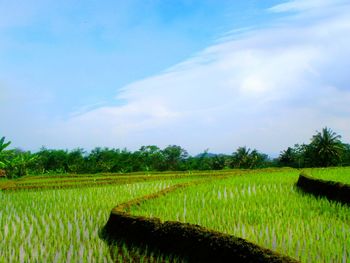 Scenic view of agricultural field against sky