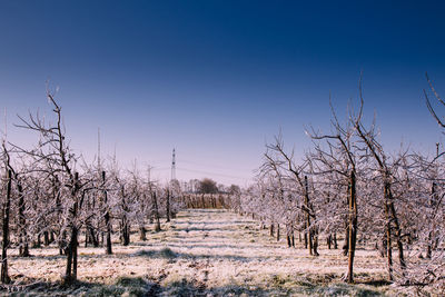 Bare trees on field against clear blue sky