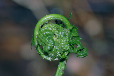 Close-up of water drops on leaf