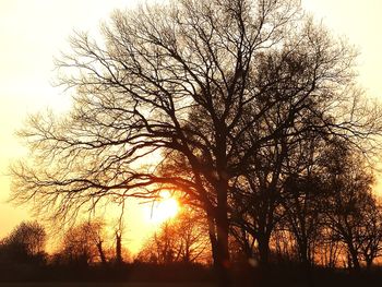 Silhouette bare trees on field against sky during sunset