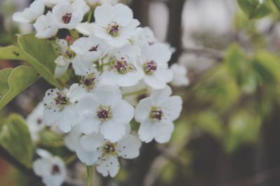 Close-up of white flowers on tree