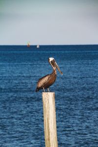 Bird perching on wooden post in sea