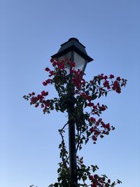 Low angle view of flowering plant against clear blue sky