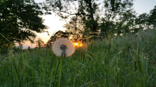 Trees growing on field at sunset