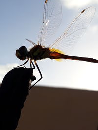 Close-up of dragonfly on plant against sky