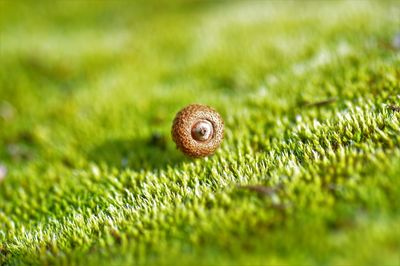 Close-up of snail on grass