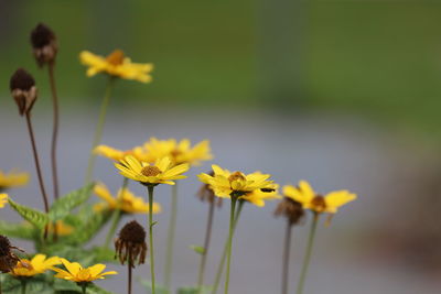 Close-up of yellow flowering plant