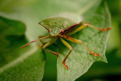 Close-up of insect on leaf