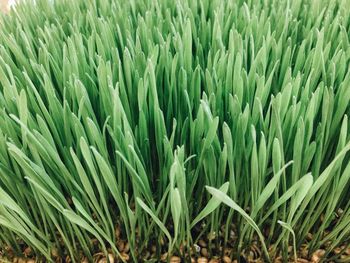 Close-up of crop growing in field