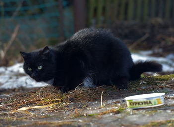 Close-up of a black cat on a field