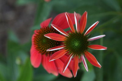 Close-up of red flower