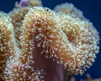 Closeup of white star shaped polyps weeping willow leather, soft coral.