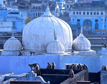 Langurs on building terrace by temple in city