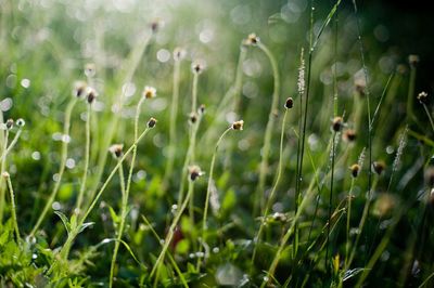 Close-up of plant growing in field